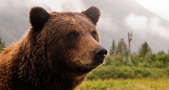 Are We In The Early Stages Of A Bear Market?